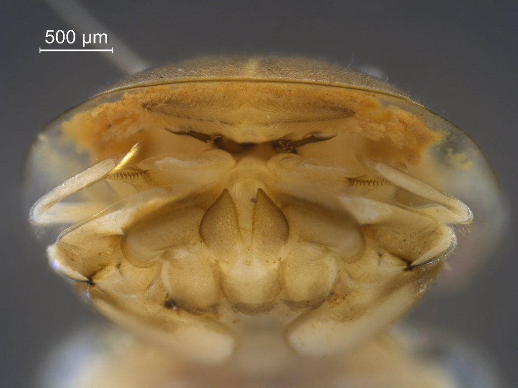 Kageronia fuscogrisea